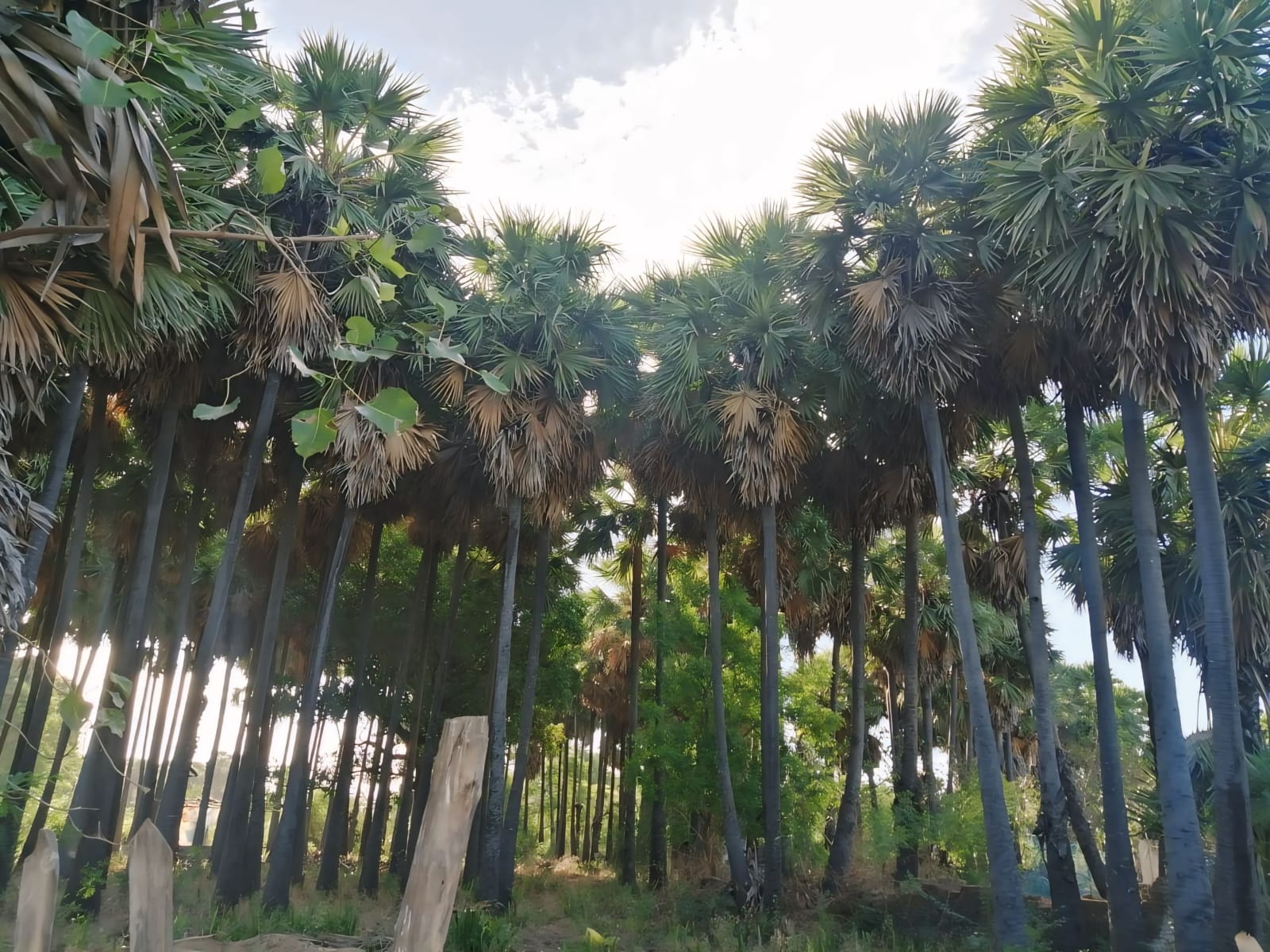 Palm Tree
